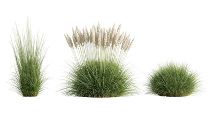Ornamental grasses and pampas grass tufts creating elegant isolated landscaping elements with