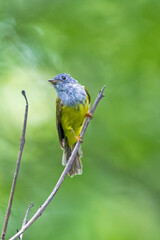 Gray headed Canary Flycatcher, Kathmandu Valley, Nepal.