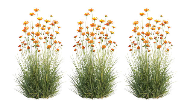 Three vibrant clumps of threadleaf coreopsis against a transparent setting offering a striking