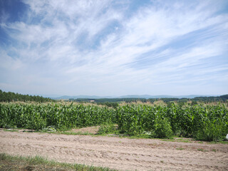Fototapeta premium トウモロコシ畑の風景