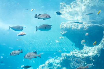 沖縄美ら海水族館　熱帯魚の海　ヒメテングハギ