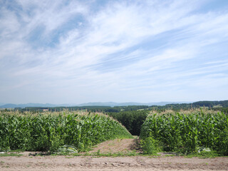 Obraz premium トウモロコシ畑の風景