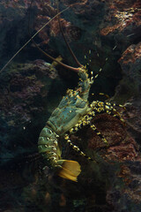沖縄美ら海水族館　ニシキエビ