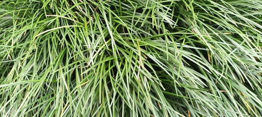 green grass background