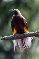 Elegance of the Bird of Paradise on a Forest Branch