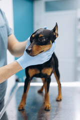 Veterinary at vet clinic checking pinscher dog
