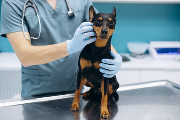 Veterinary at vet clinic checking pinscher dog