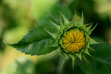 Sonnenblume geschlossen