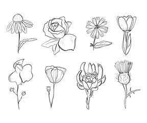 Hand-drawn set of various flowers in black line without fill. Minimalist botanical line art style. Vector