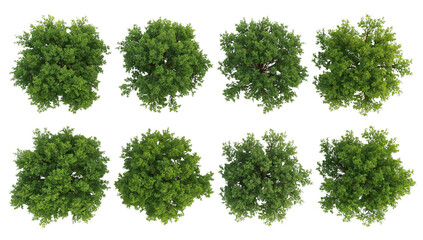 Isolated Overhead View of Tree Cluster with Lush Green Foliage on Transparent Backdrop