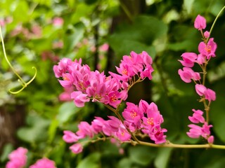 Antigonon leptopus plants are commonly planted in oil palm plantations