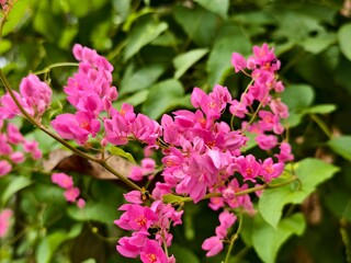 Obraz premium Antigonon leptopus plants are commonly planted in oil palm plantations