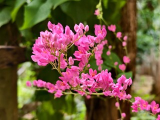 Obraz premium Antigonon leptopus plants are commonly planted in oil palm plantations