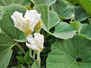 White-flowered Gourd (Lagenaria siceraria) in organic plant garden
