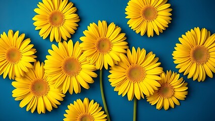 Vibrant yellow gerbera daisies arranged artistically against a deep blue background, minimalist floral concept.