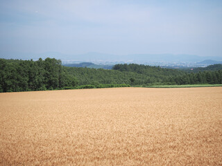 Fototapeta premium 就実の丘の田園風景