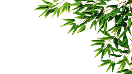 Fototapeta premium Bamboo leaves, lush green foliage on a white isolate background.