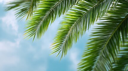 Fototapeta premium Palm Leaves Against Sky: Vibrant Green Fronds in Tropical Paradise, Ideal for Summer or Vacation