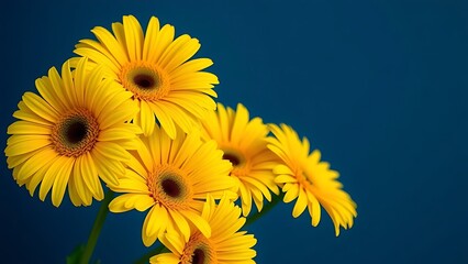 Vibrant yellow gerbera flowers arranged artistically against a deep blue background with soft lighting.