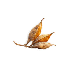 Fototapeta premium Close-up of Dried Soybean Pods with Fuzzy Texture