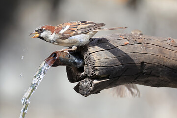 Spatz, Sperling durstig