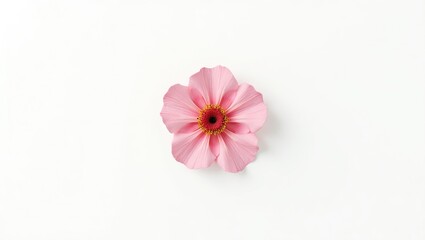 Delicate pink flower on a white background.