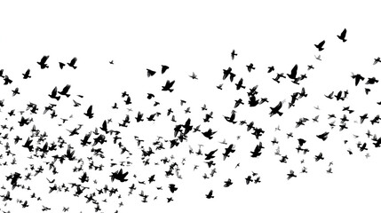 A flock of birds flying in the sky, on a white background