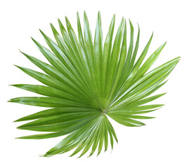 tropical nature green fan palm leaf on transparent background png file