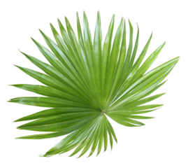 tropical nature green fan palm leaf on transparent background png file