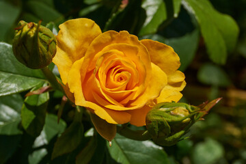 Yellow roses are blooming in the garden of the country house. Rose flower and buds close-up. Summer.