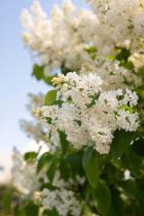 Blossoming white lilacs on a sunny day with lush green foliage