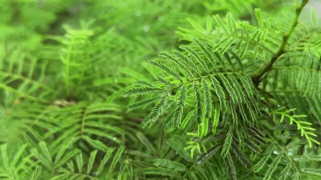Prosopis cineraria, commonly known as the Shami tree or Khejri. It is a species of flowering tree in the pea family