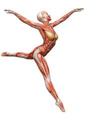 3D Rendering Female Anatomy Figure on White