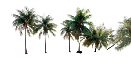 Obraz premium Lush Palm Oasis: A collection of towering coconut palms sways gently, their verdant fronds creating a tranquil scene, inviting the viewer into a tropical paradise. 
