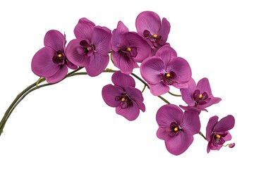 Elegant purple flower blooms with slender petals and leafy stems.
