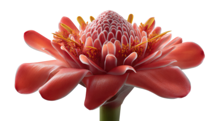 Blossoming Red Torch Ginger: A vibrant display of botanical beauty, a close-up view of a striking red torch ginger flower, its intricate petals and delicate stamens radiating natural elegance. 