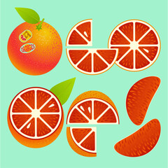 Grapefruit whole and sliced vector set