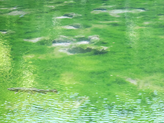 沼底まで見えるほど透き通る沼と鱒