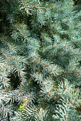 Blue spruce pine tree branch silver needles evergreen coniferous plant landscaping garden decoration natural