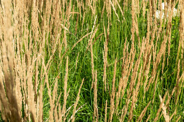 Golden wheat grain field ready harvest ripe cereal crop agriculture farming rural landscape
