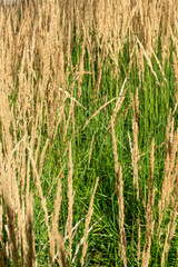 Golden wheat grain field ready harvest ripe cereal crop agriculture farming rural landscape