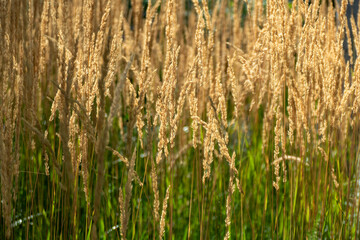 Golden wheat grain field ready harvest ripe cereal crop agriculture farming rural landscape