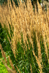 Golden wheat grain field ready harvest ripe cereal crop agriculture farming rural landscape