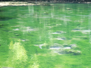 沼底まで見えるほど透き通る沼と鱒