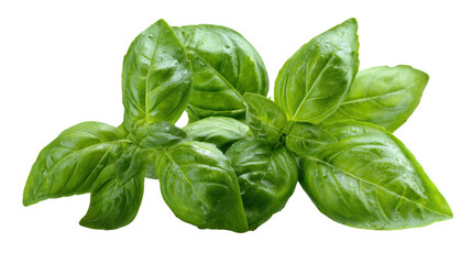 Fresh basil leaves on a white isolated background, showcasing vibrant green color and texture.