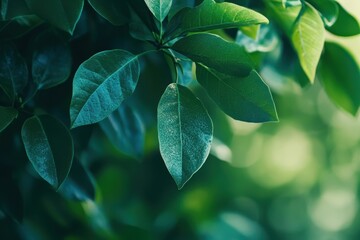 Close-Up of Tree Leaves with Waxy Smooth Surface Ideal for Nature and Botanical Studies