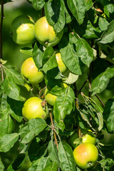 Young green apples growing on apple tree branch with leaves early summer garden development