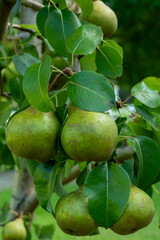 Green pears ripening on pear tree branch with leaves natural organic garden fruit harvest