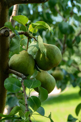Green pears ripening on pear tree branch with leaves natural organic garden fruit harvest