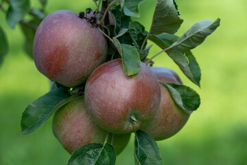 Red apples ripening on green apple tree branch natural organic garden harvest fresh produce